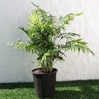 بذور نخيل شاميدوريا ( Chamaedorea elegans )
