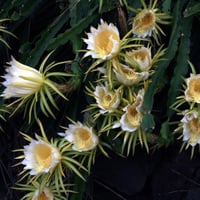 بذور فاكهة التنين - دراجون أحمر ( Selenicereus und...