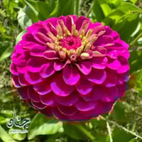 بذور زهرة الزينيا الارجوانية ( Zinnia elegans )