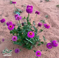 بذور زهرة الزينيا الارجوانية ( Zinnia elegans )