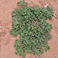 بذور الدعاع - المليح - الحدق ( Aizoon canariense )