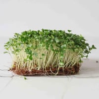 بذور براعم البروكلي الاخضر - ميكروجرين ( Brassica...