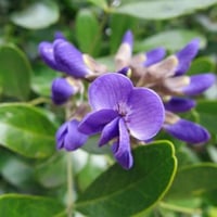 بذور شجيرة سيفورا الارجوانية ( Dermatophyllum secu...