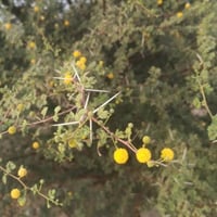 بذور شجرة السلم ( Acacia ehrenbergiana )