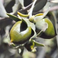 بذور ‫الجوجوبا‬ ( Simmondsia chinensis )