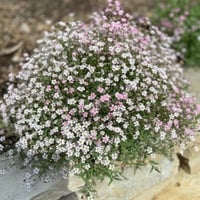 بذور زهرة جيبسوفيلا ريبينز ( Gypsophila repens )