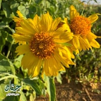 بذور دوار الشمس البري ( Verbesina encelioides )