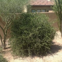 بذور ‫الجوجوبا‬ ( Simmondsia chinensis )