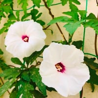 بذور ست الحسن البيضاء ( Ipomoea cairica )