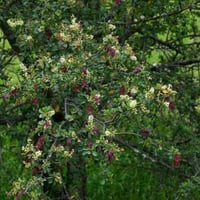 بذور شجرة القاع - القوع ( Terminalia prunioides )
