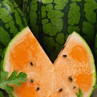 بذور البطيخ البرتقالي الكروي ( Citrullus lanatus )