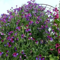 ‫بذور بسلة الزهور - البازلاء العطرية ‬( Lathyrus o...