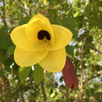 بذور شجيرة بوهينيا الصفراء ( bauhinia tomentosa )