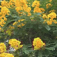 بذور شجرة كاسيا سبيكتابيلس ( Cassia spectabilis )
