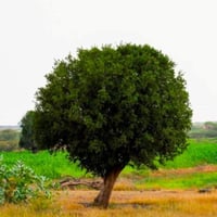 بذور شجرة الضبر - المصع ( Dobera Glabra )