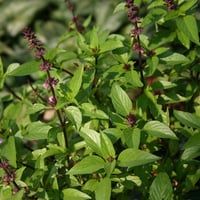 بذور الريحان التايلندي ( Ocimum basilicum var. thy...