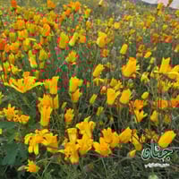 بذور زهور الاقحوان الافريقي الاصفر ( Dimorphotheca...