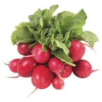 بذور نبات الفجل الاحمر ( Raphanus sativus )