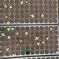 بذور الجاكرندا البنفسجية ( Jacaranda mimosifolia )