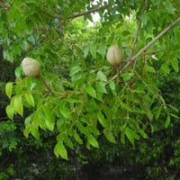بذور شجرة الماهوجني الامريكي ( Swietenia mahagoni...