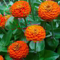 بذور زهرة الزينيا البرتقالية ( Zinnia elegans )