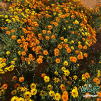 بذور زهور الاقحوان الافريقي برتقالي واصفر ( Dimorp...