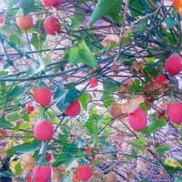 بذور الشلو - المغد ( Coccinia grandis )