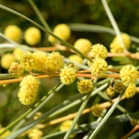 بذور سنط كوريسيا - البلوط الصحراوي ( Acacia coriac...