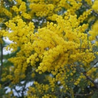 بذور أكاسيا بيليانا ( Acacia baileyana )