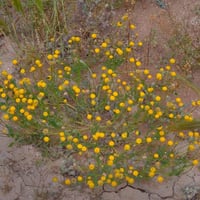 بذور القرقاص - القريص ( Aaronsohnia factorovskyi )