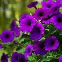 بذور زهرة البيتونيا الارجوانية ( Petunia )