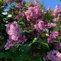 بذور شجيرة الليلك المجري ( Syringa josikaea )