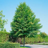 بذور شجرة الزيزفون الهولندي ( Tilia platyphyllos )