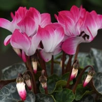 بذور زهرة بخور مريم - قرن الغزال ( cyclamen )