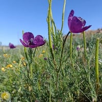 بذور البختري ( Roemeria )