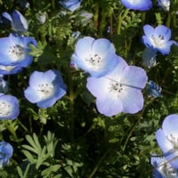 بذور زهرة عيون الطفل الزرقاء ( Nemophila menziesii...