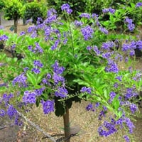 بذور شجيرة دورانتا ( duranta erecta )