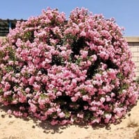 بذور الدفلى - الدفله الورديه (Nerium oleander)