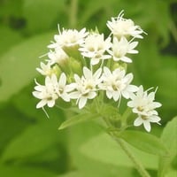 بذور ورق السكر - ستيفيا ( Stevia rebaudiana )