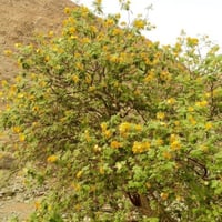 بذور شجرة الرنف النادرة - العضب ( Delonix elata )