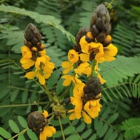 بذور شجيرة كاسيا ديديموبوتريا - شمعدان بني ( senna...