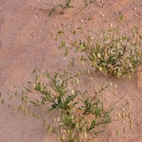 بذور القليقلان ( Savignya Parviflora )