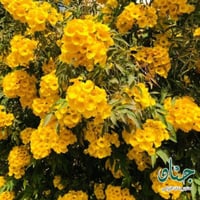 ‫بذور شجرة تيكوما ستانس‬ ( Tecoma Stans )