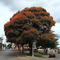 بذور الخزامى الافريقية ( Spathodea campanulata )