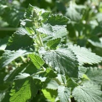 بذور النعناع البري - نعناع القط ( Nepeta Cataria )