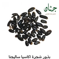 ‫بذور شجرة اكاسيا ساليجنا‬ ( Acacia saligna )