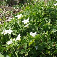 بذور الشلو - المغد ( Coccinia grandis )