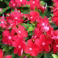 بذور البفتة الحمراء - الفينكا - الالونكا ( Cathara...