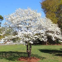 بذور شجرة قرانيا فلوريدا ( Cornus florida )