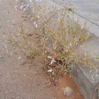 بذور عشبة القليقلان ( Savignya Parviflora )